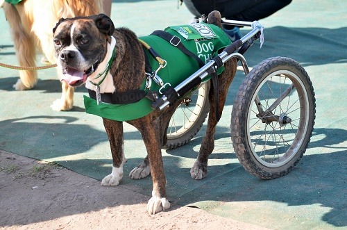 Imagen_Noticia_Perroton_Dogshow_2015